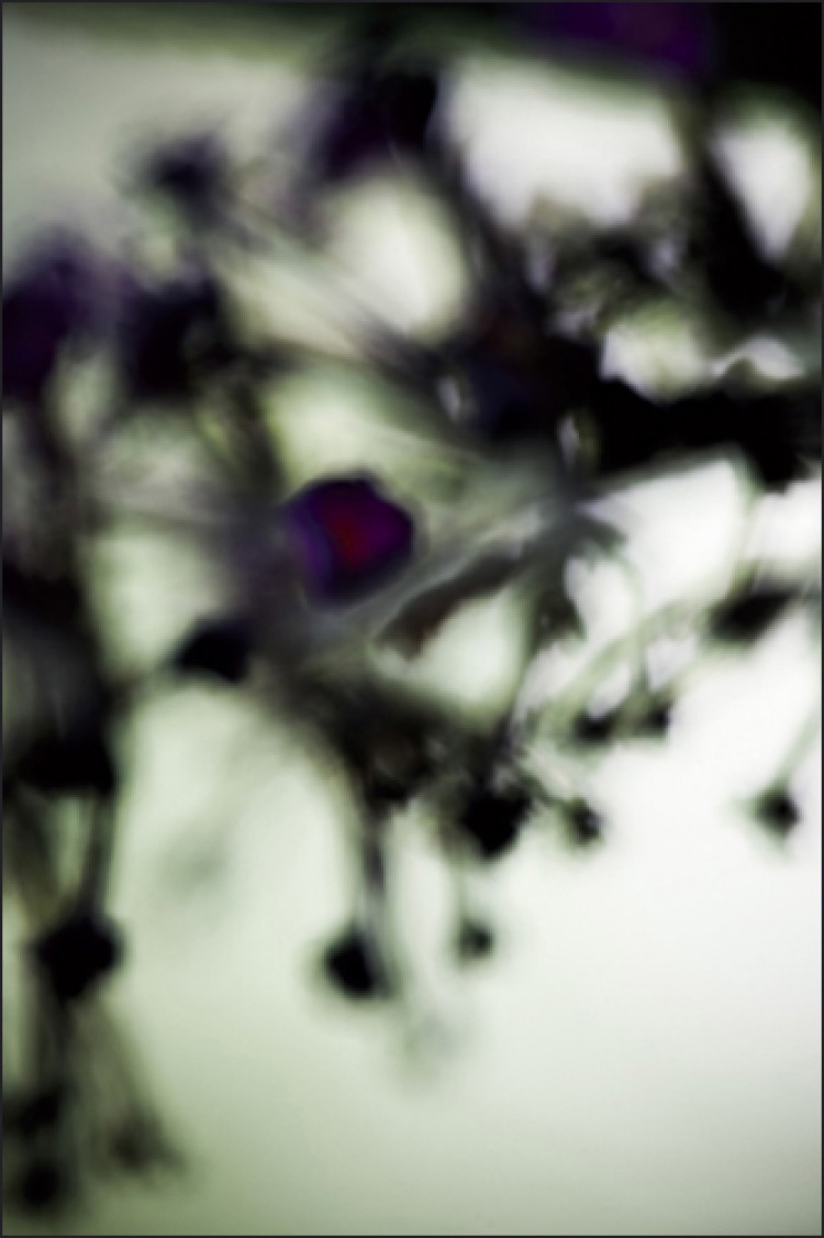 Végétal - 4218, 2008