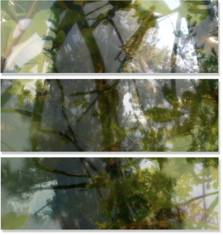 Végétaux V, 2007 (set of 3)