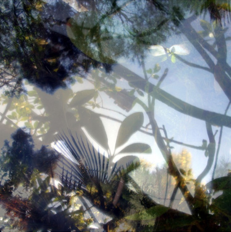 Végétaux IV, 2007