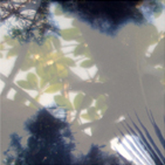 Végétaux IV, 2007